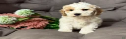 Cockapoo dogs for sale: Beauty - Ad 4