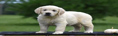 Dixie