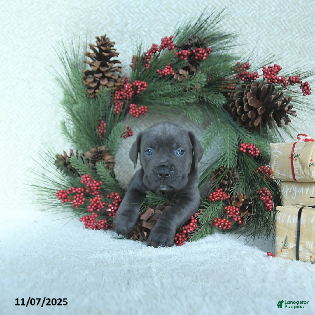 Cane Corso dogs for sale: Axel - Ad 11