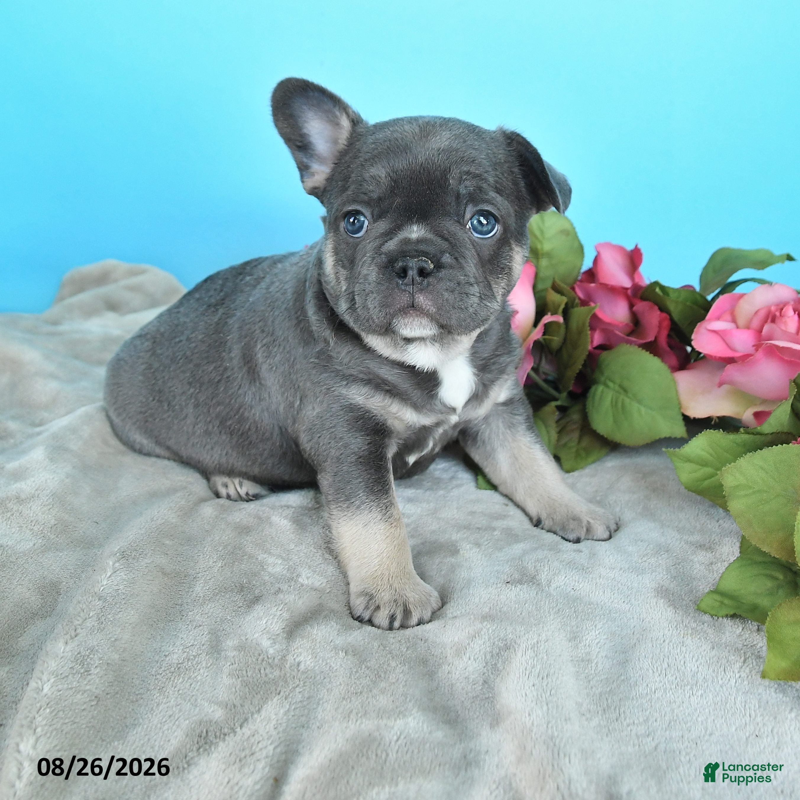 French Bulldog dogs Tim - Ad 1