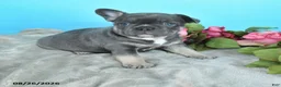 French Bulldog dogs for sale: Tim - Ad 1