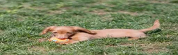 Miniature Dachshund dogs for sale: Peanut - Ad 3
