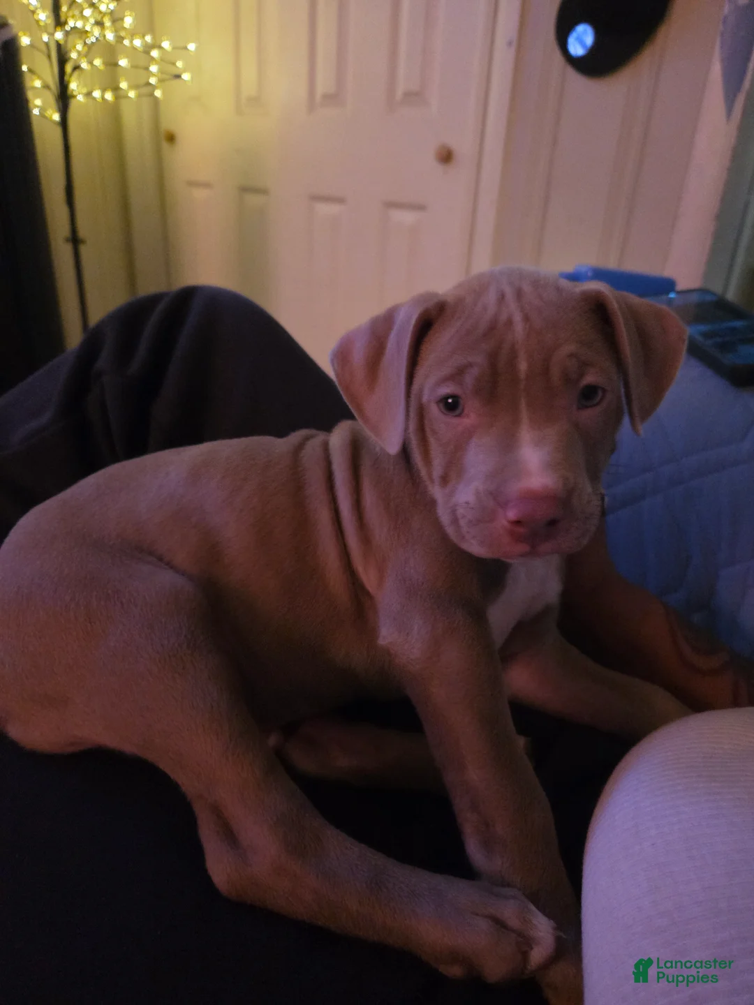 American Pit Bull Terrier dogs for sale: American Pit Bull Terrier Puppy 1 - Ad 1