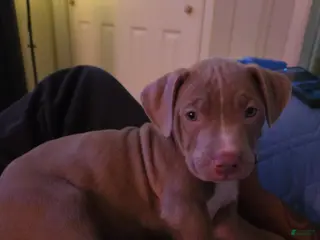 American Pit Bull Terrier dogs American Pit Bull Terrier Puppy 1 - Ad 18