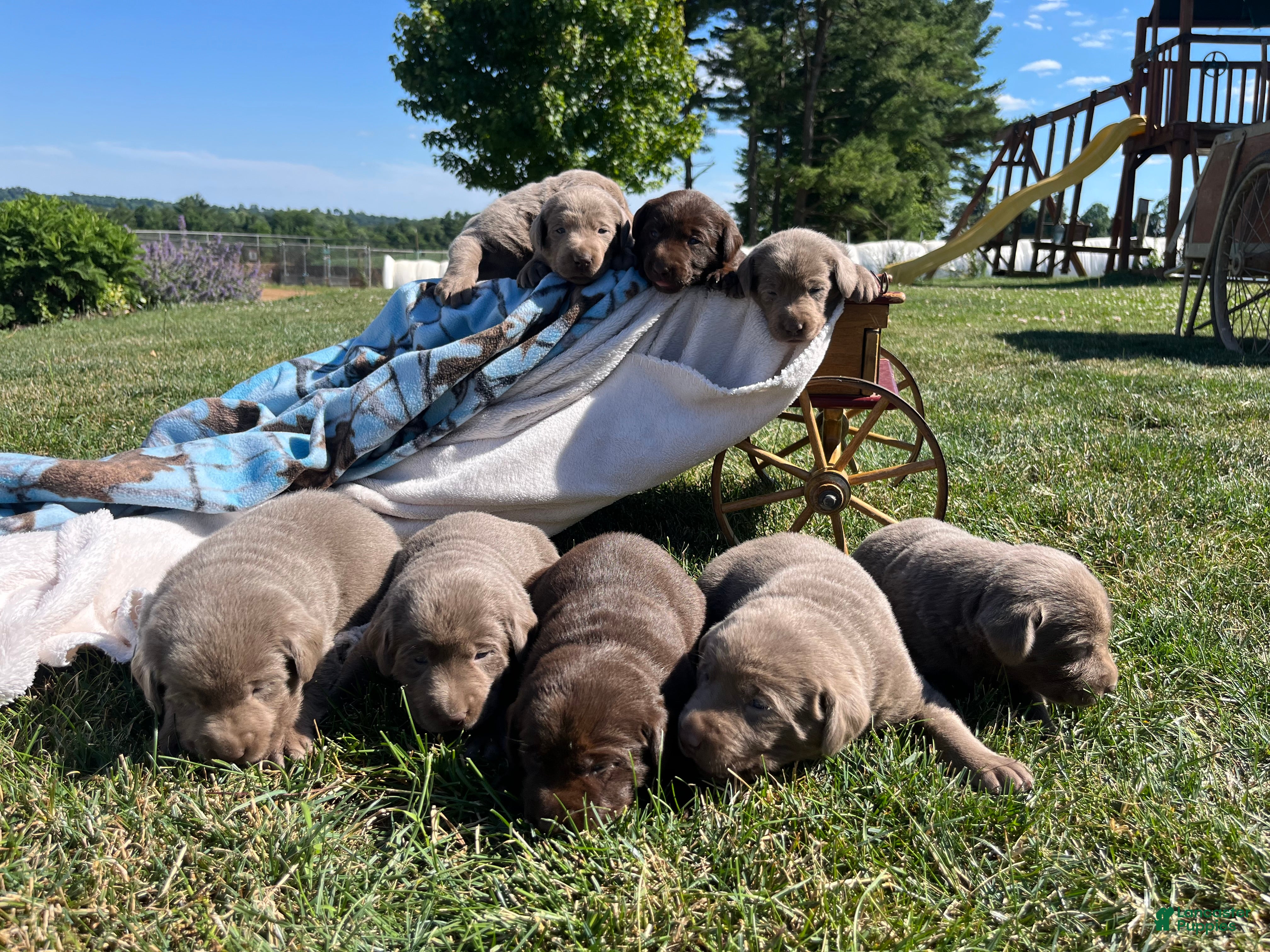 Labrador Retriever dogs Tommy - Ad 1