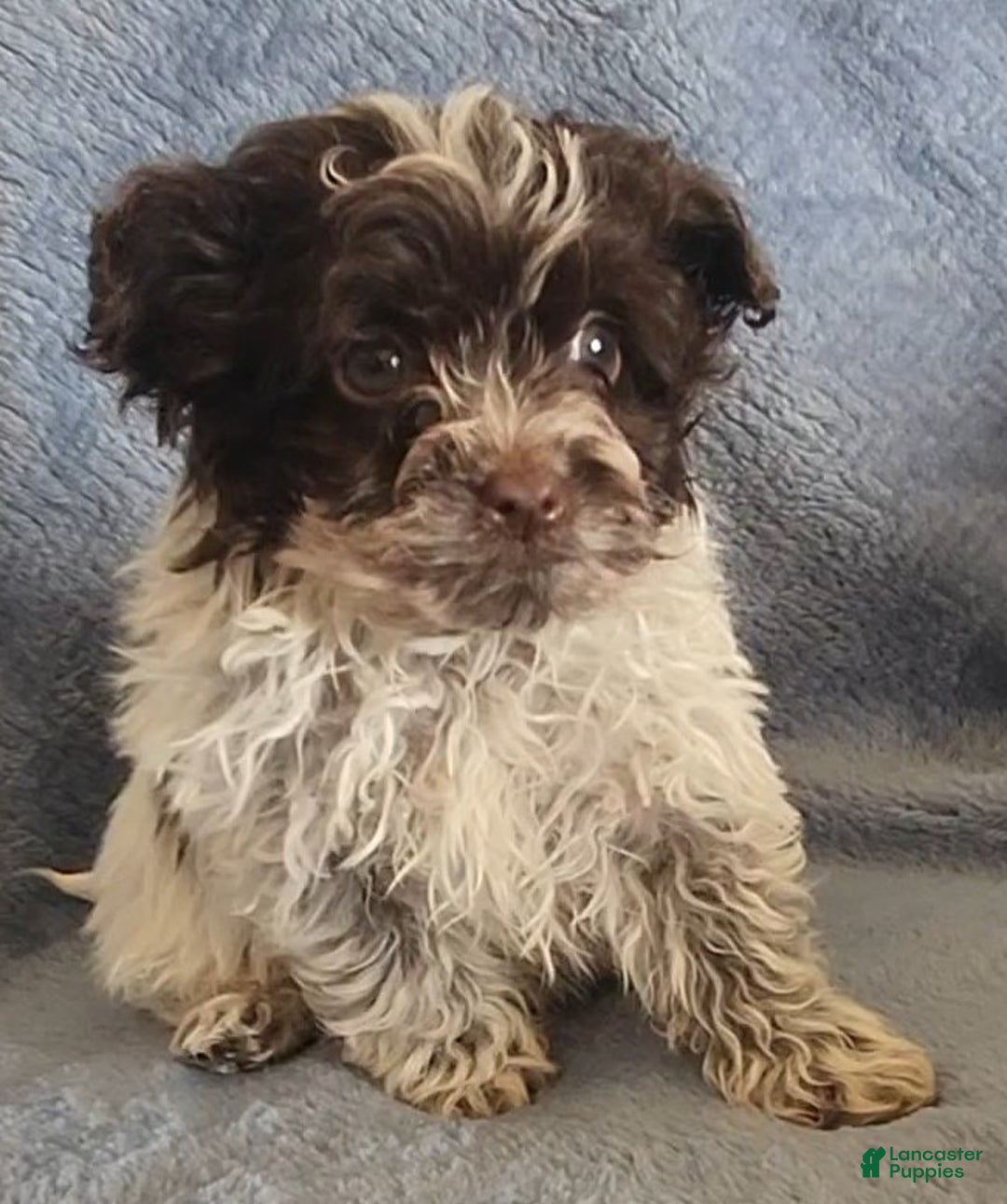 Shihpoo dogs for sale: Ace - Ad 2