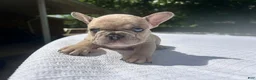 French Bulldog dogs for sale: Reggie - Ad 1