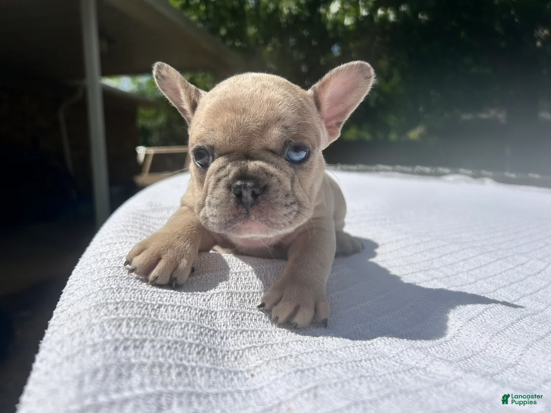 French Bulldog dogs for sale: Reggie - Ad 1