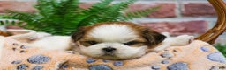 Shih Tzu dogs for sale: Dale  - Ad 3