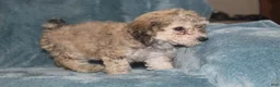 Miniature Poodle dogs for sale: Sadie - Ad 7