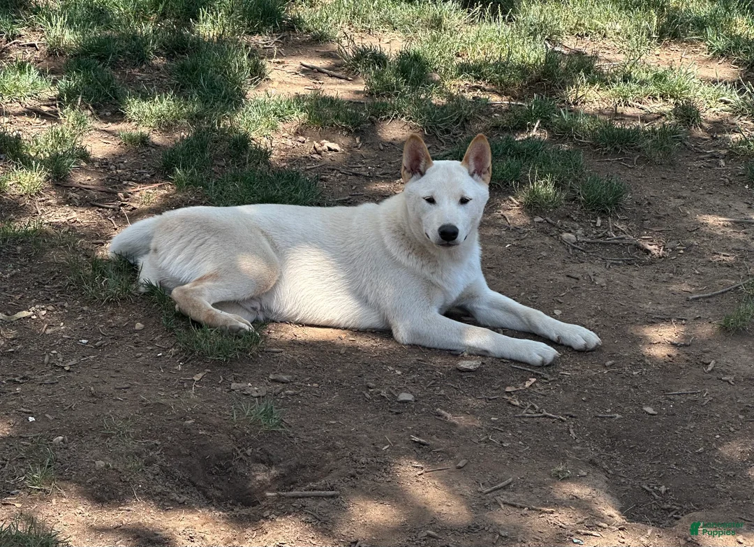 Shiba Inu dogs for sale: Sparky - Ad 1
