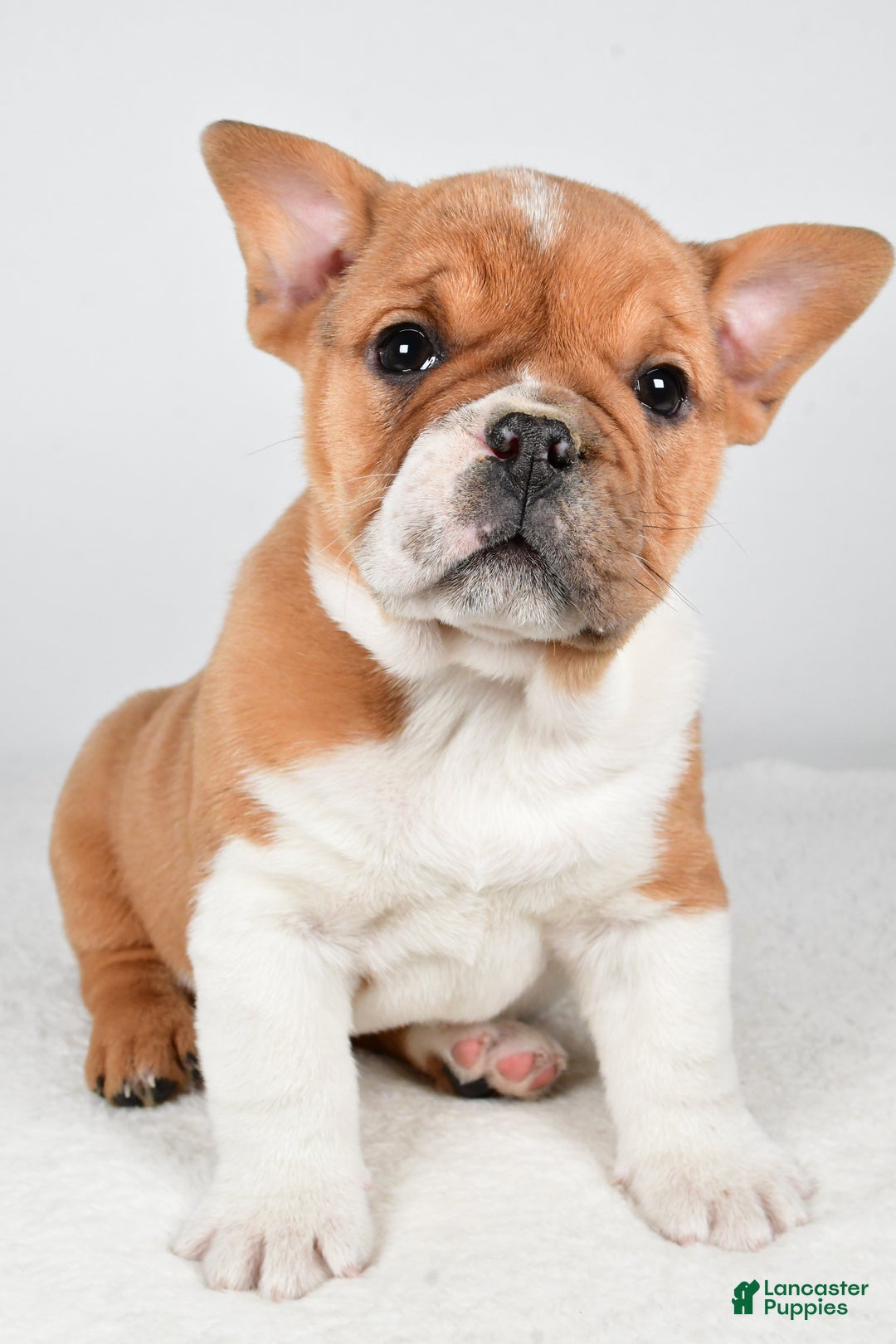 Beabull dogs for sale: Taffy - Ad 1