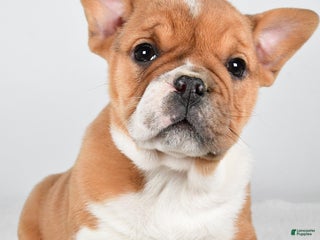 Mixed Breed dogs Taffy - Ad 36