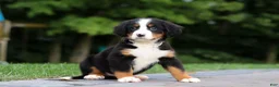 Bernese Mountain Dog dogs for sale: Josie - Ad 8