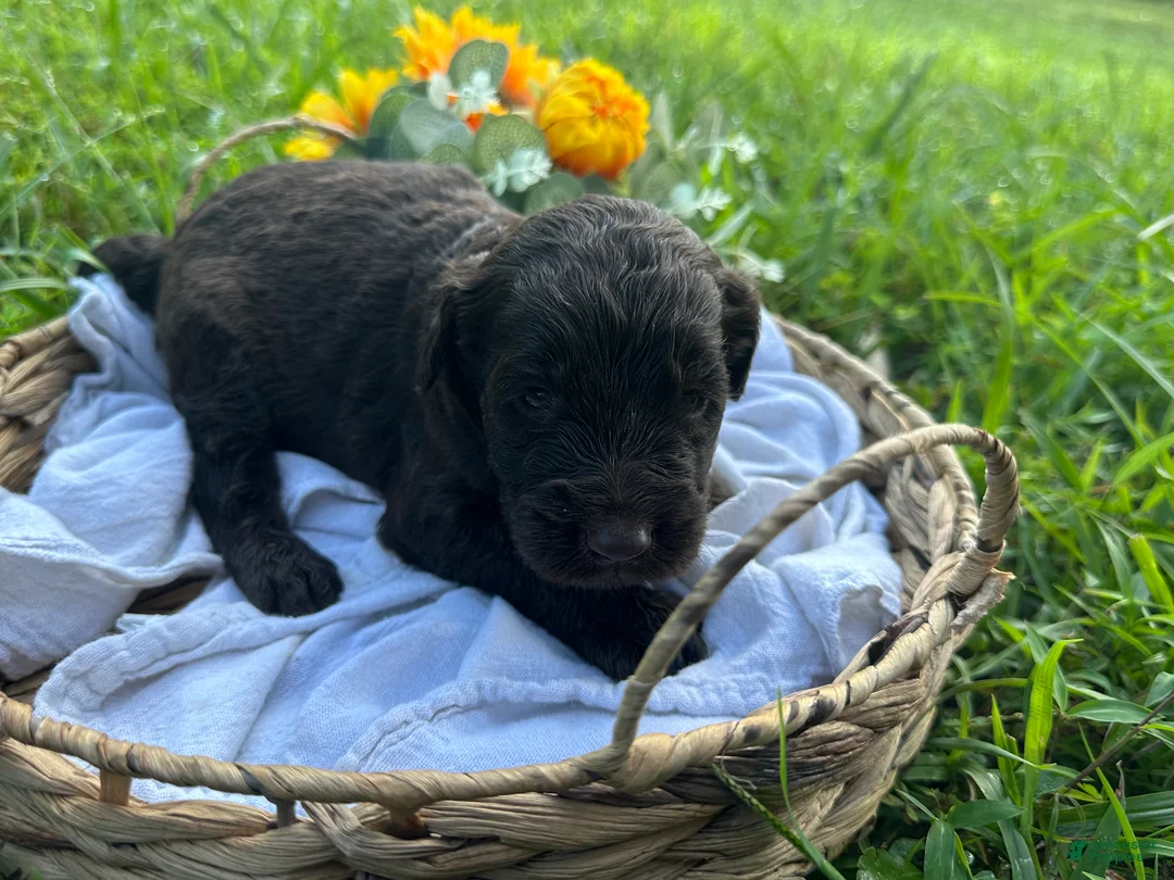 Goldendoodle dogs for sale: Goldendoodle 6 - Ad 2