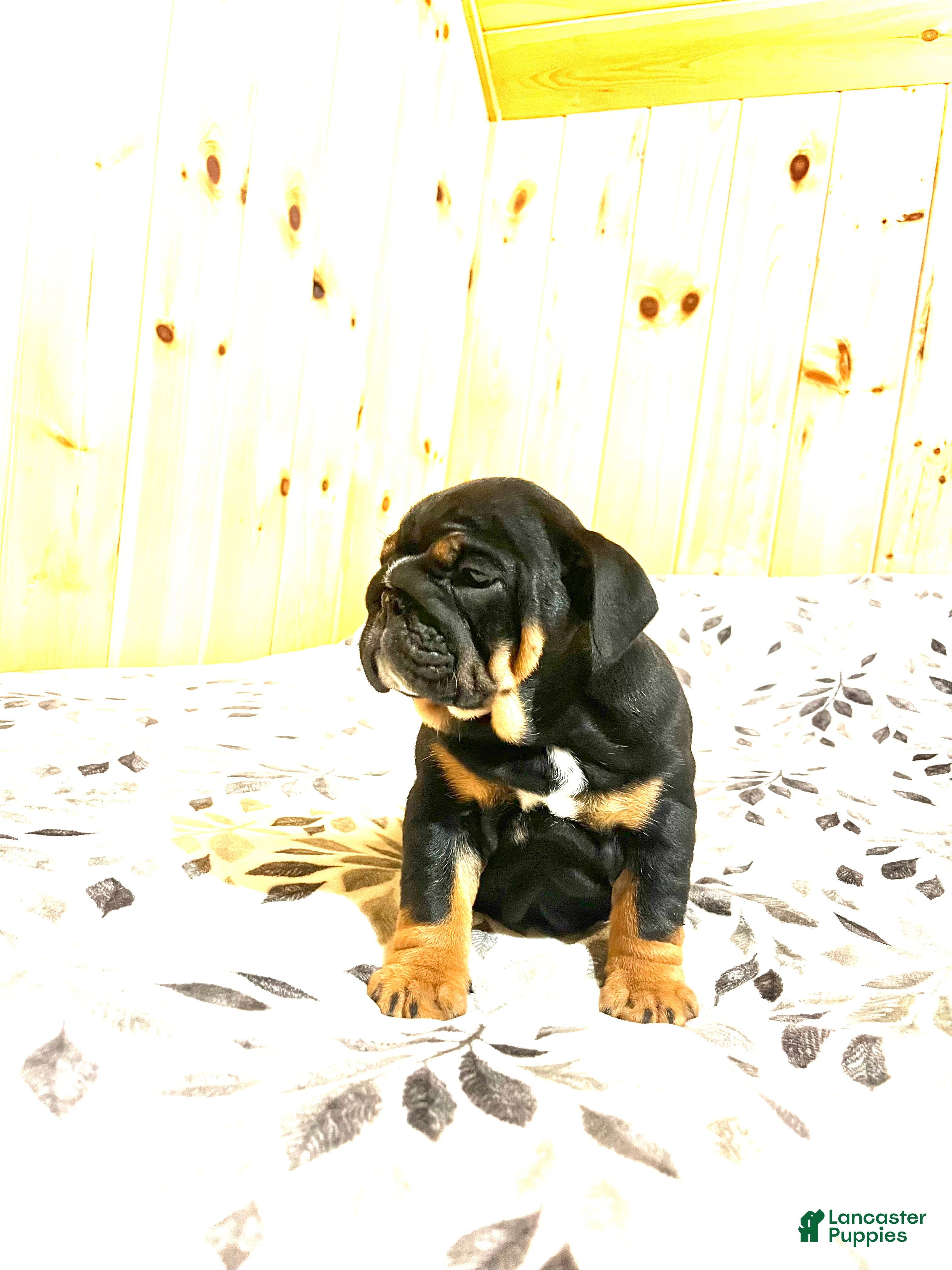 English Bulldog dogs Grace - Ad 27