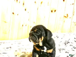 English Bulldog dogs Grace - Ad 17