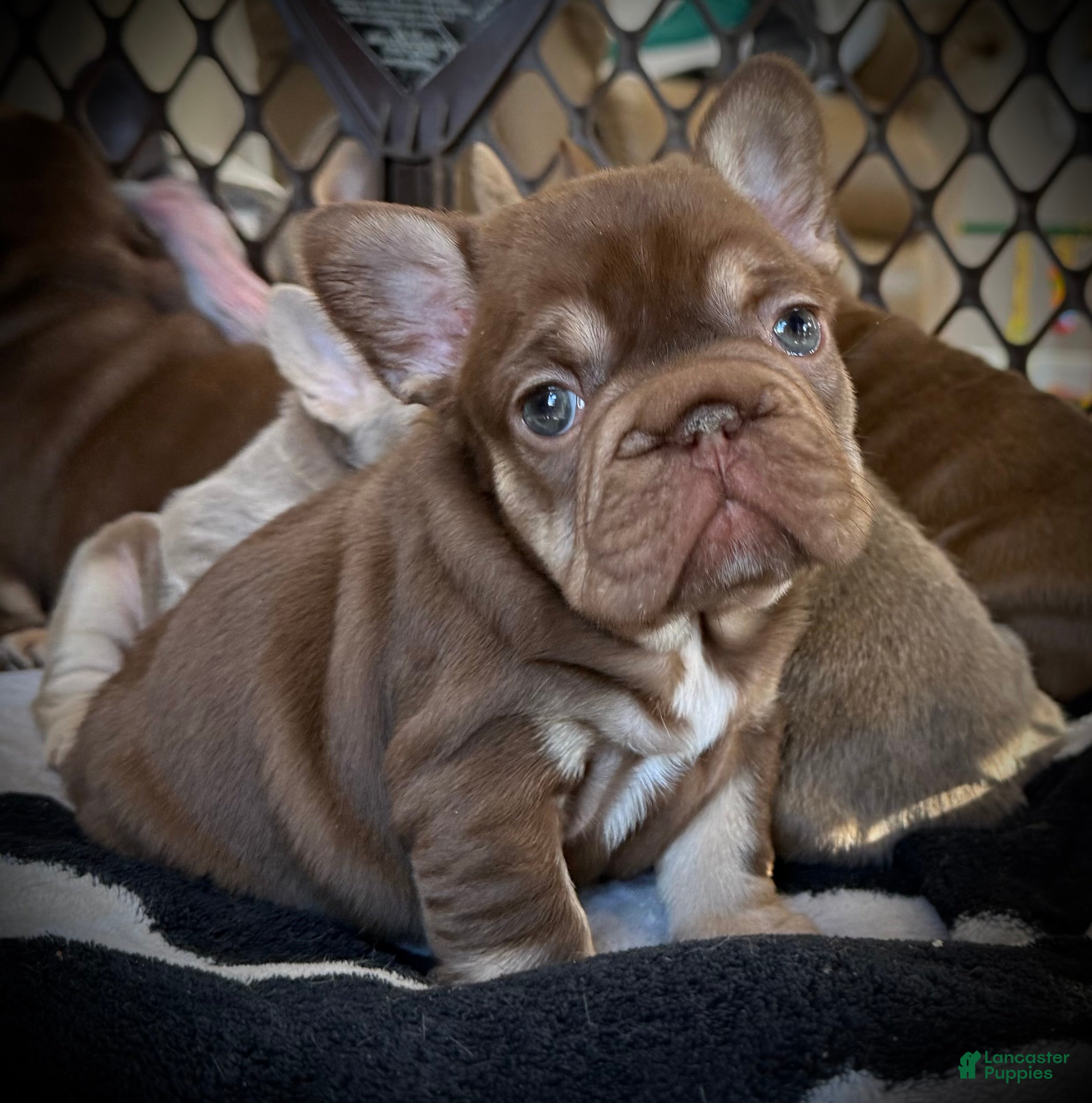 French Bulldog dogs French Bulldog Puppy 5 - Ad 1