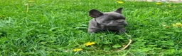 French Bulldog dogs for sale: Spike - Ad 8