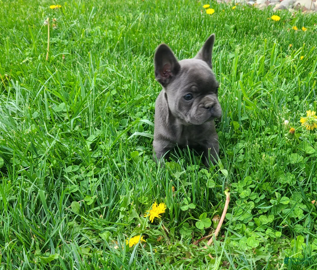 French Bulldog dogs for sale: Spike - Ad 8