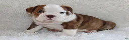 English Bulldog dogs for sale: Hudson - Ad 9