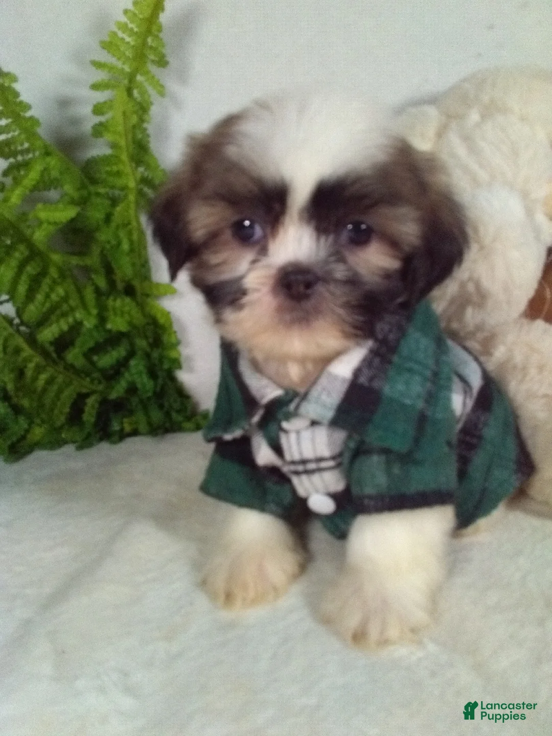Shih Tzu dogs for sale: Marley - Ad 1