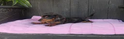 Miniature Dachshund dogs for sale: Roxie - Ad 3