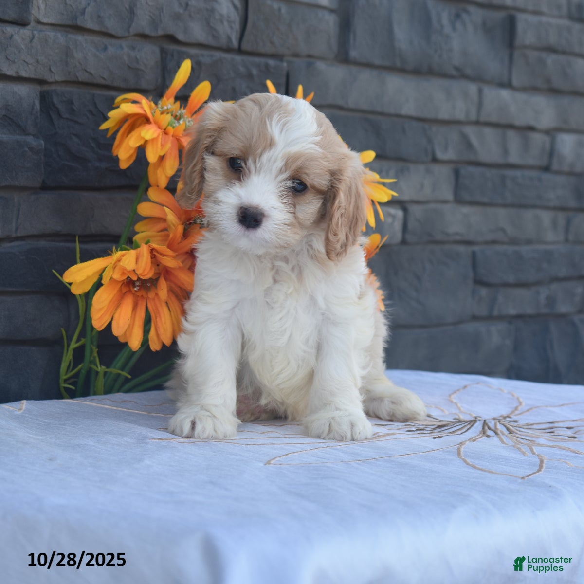 Cavapoo dogs Henry - Ad 15