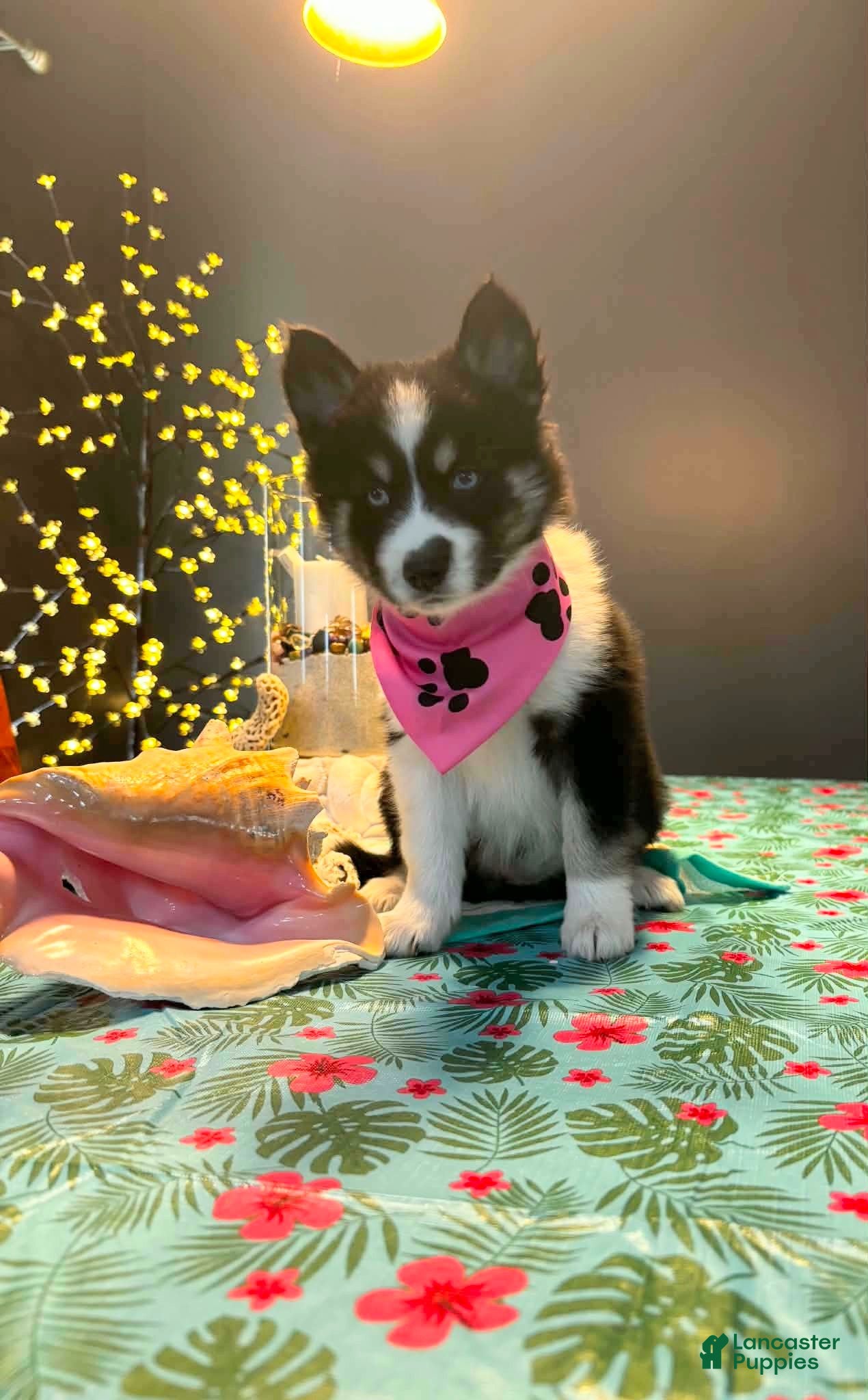 Pomsky dogs Tanya - Ad 38