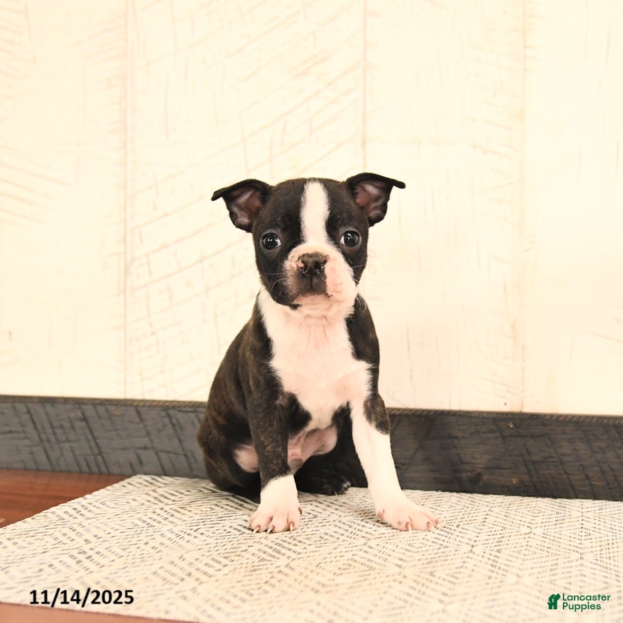 Boston Terrier dogs Jack  - Ad 8