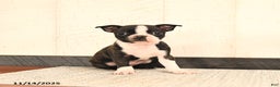 Boston Terrier dogs for sale: Jack  - Ad 1