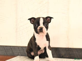 Boston Terrier dogs Jack - Ad 31