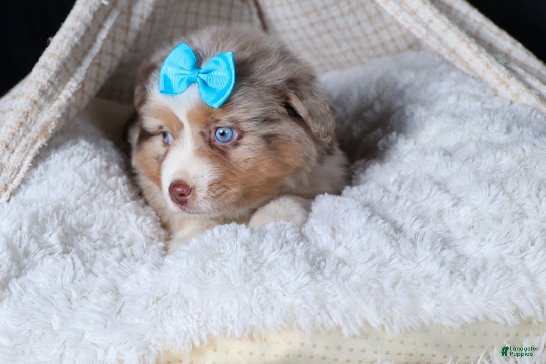Miniature Australian Shepherd dogs for sale: SCOOTER - Ad 25