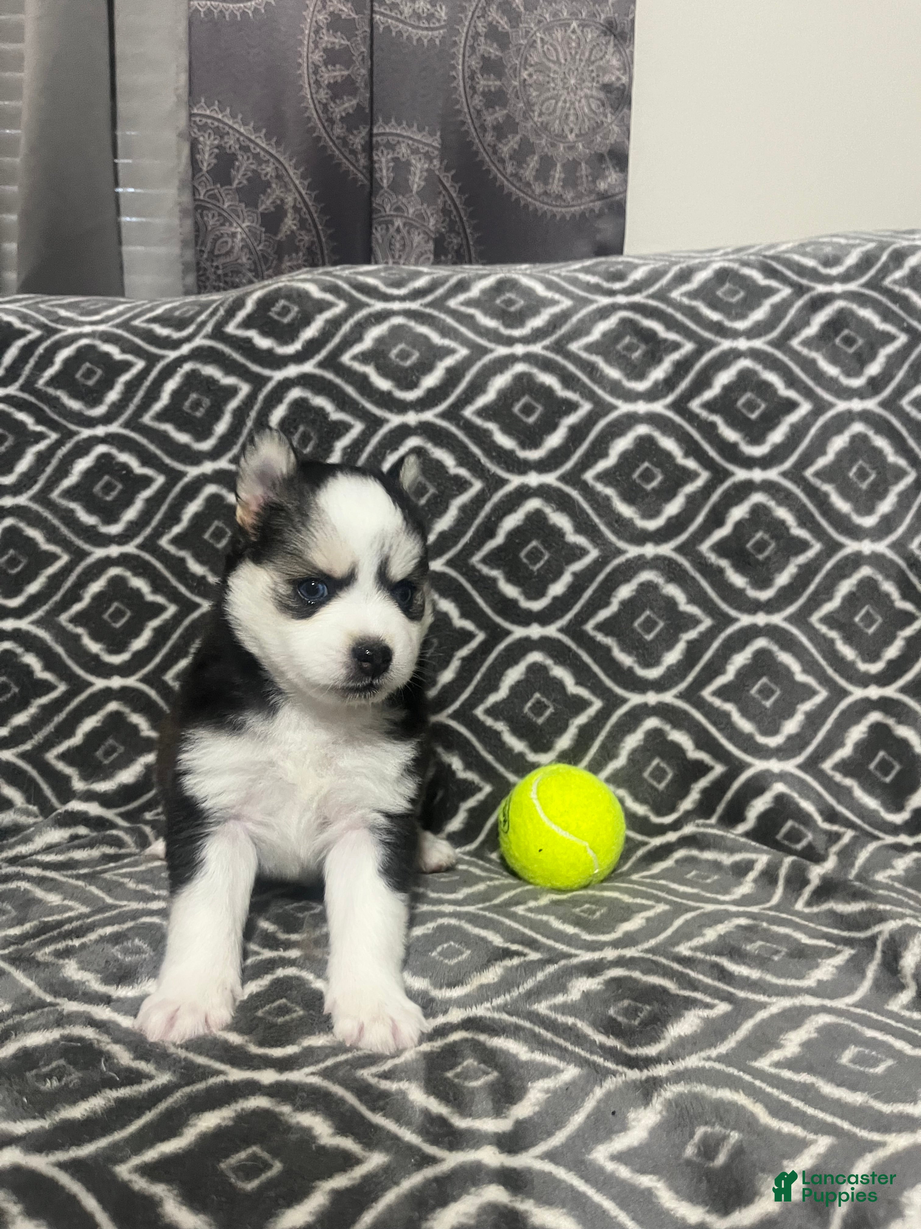 Pomsky dogs Dutch  - Ad 7