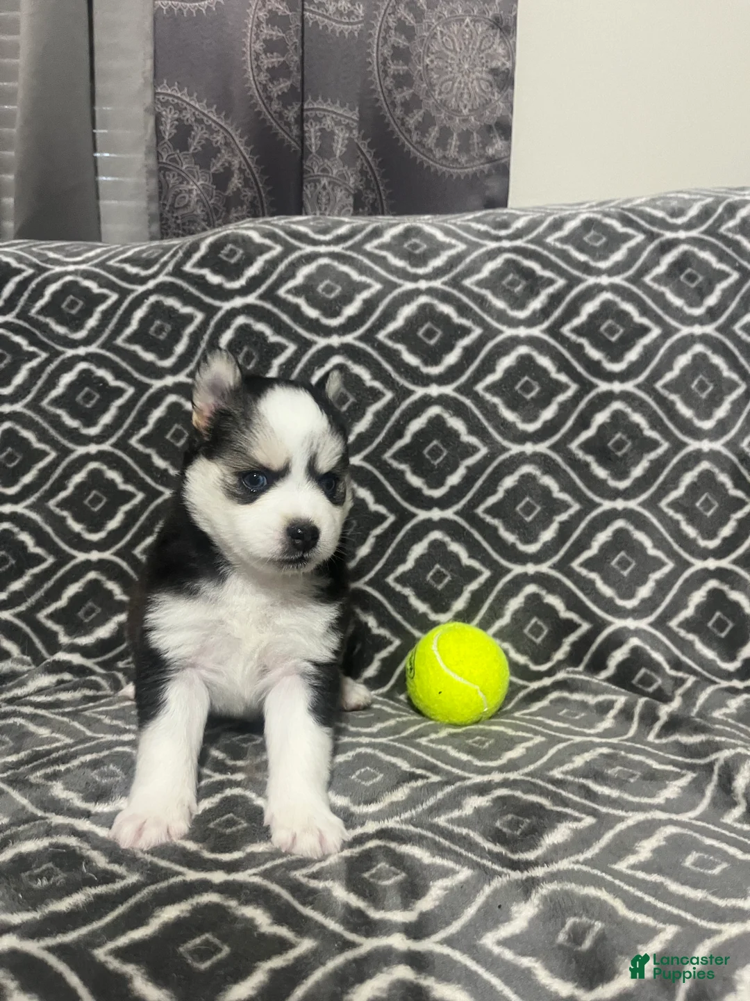 Pomsky dogs for sale: Dutch  - Ad 1