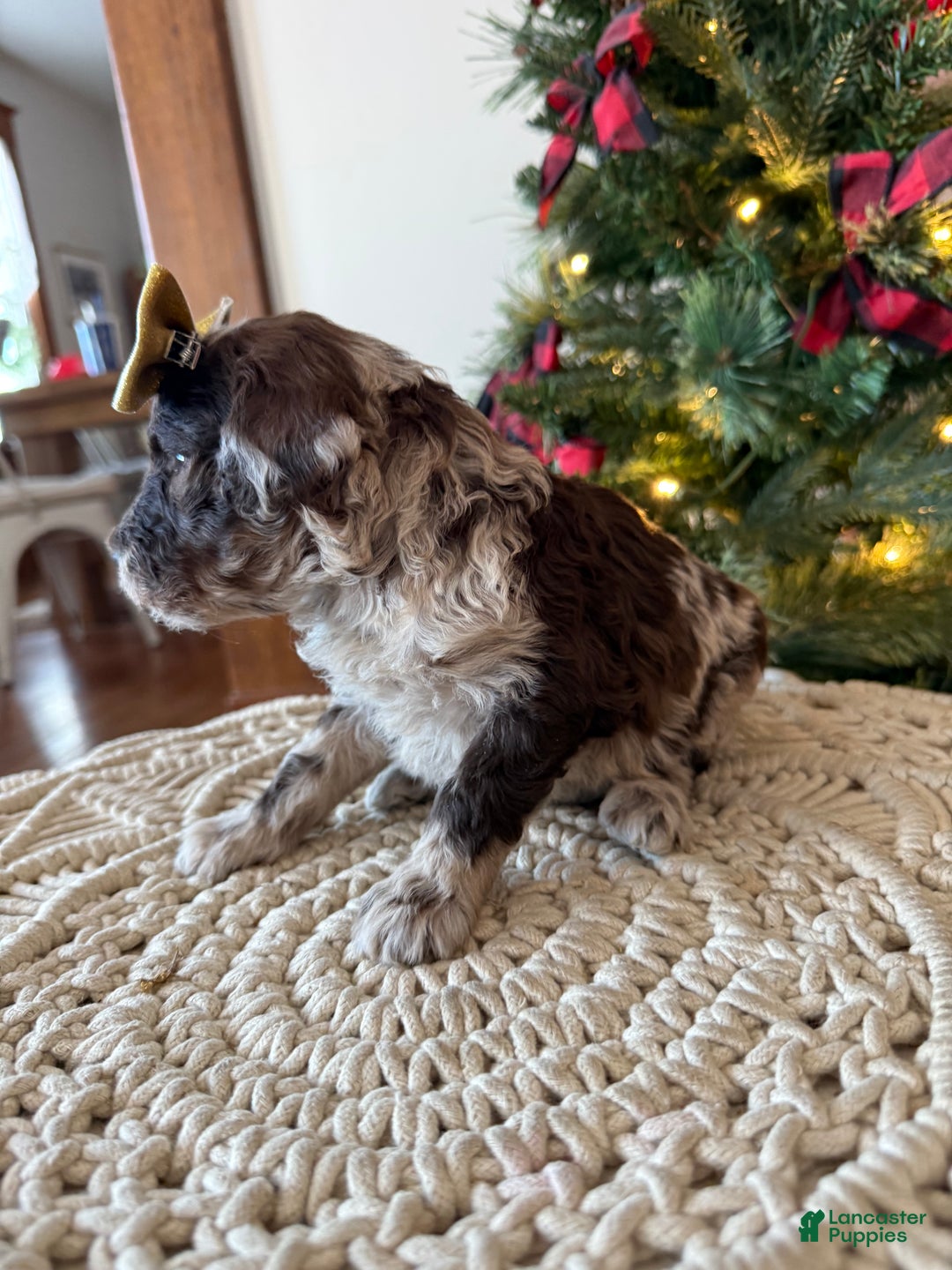 Mixed Breed dogs for sale: Penny - Ad 3