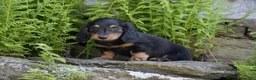 Miniature Dachshund dogs for sale: Mayor - Ad 4