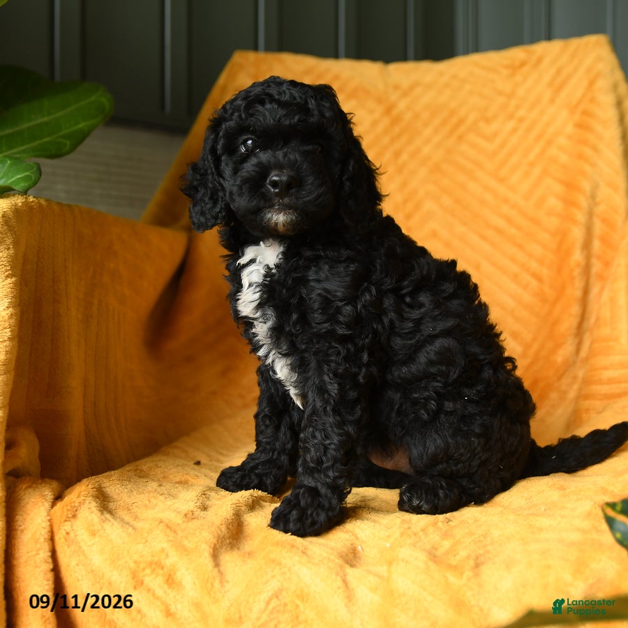 Cavapoo dogs Crumpet - Ad 1
