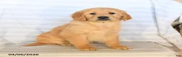 Golden Retriever dogs for sale: Beauty - Ad 1