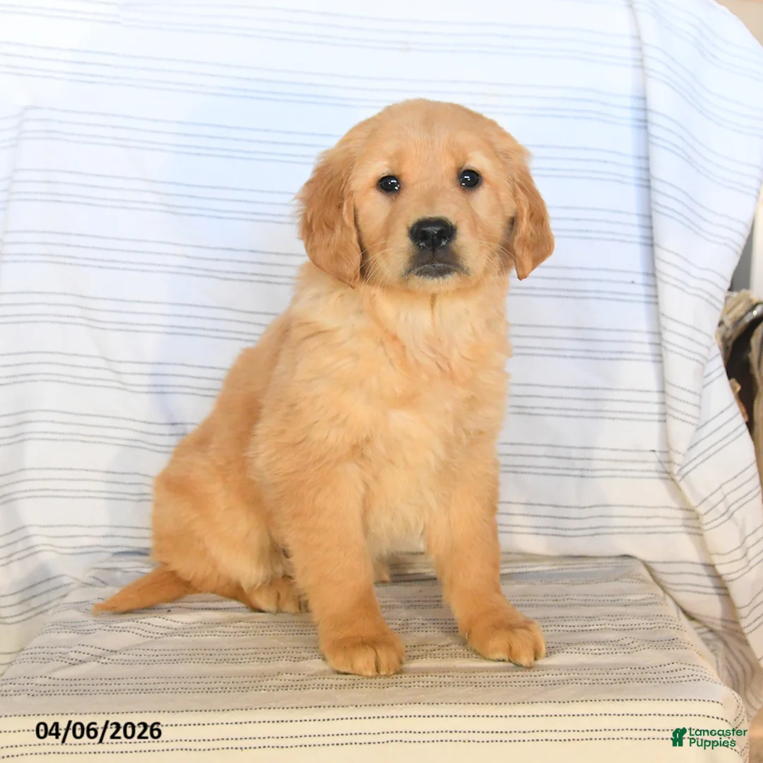 Golden Retriever dogs for sale: Beauty - Ad 1