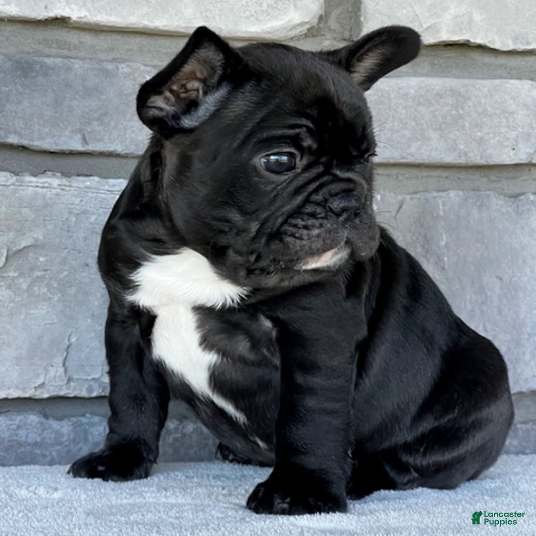 French Bulldog dogs for sale: Ortiz - Ad 8