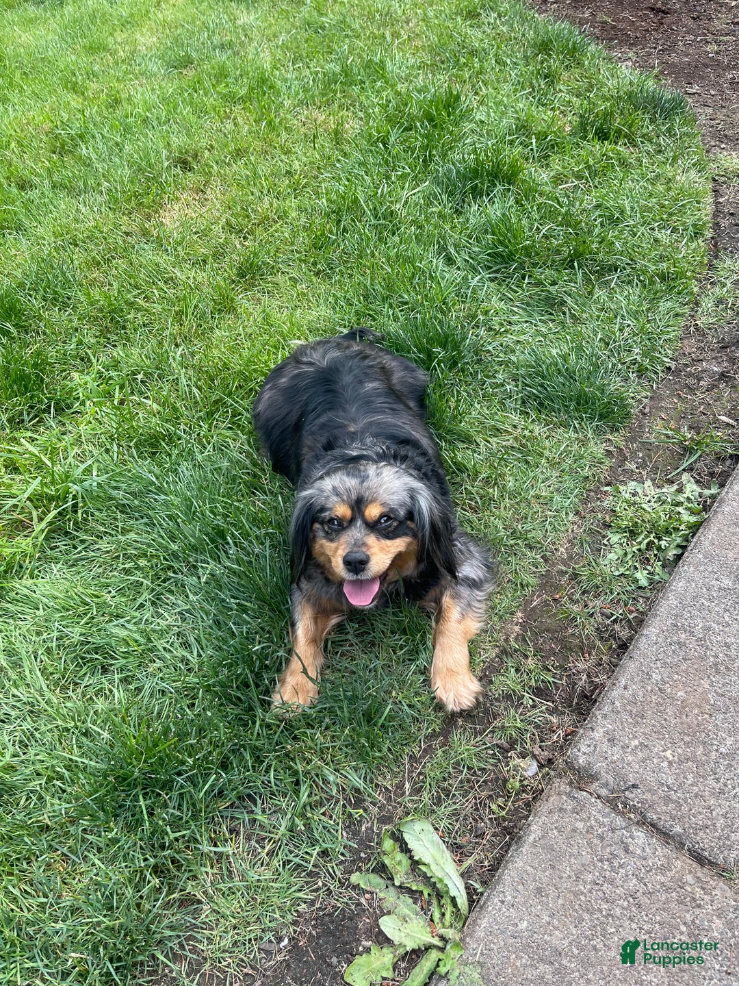 Mixed Breed dogs for sale: Mixed Breed Puppy 1 - Ad 3