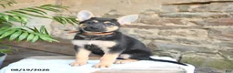 German Shepherd dogs for sale: Noelle - Ad 1