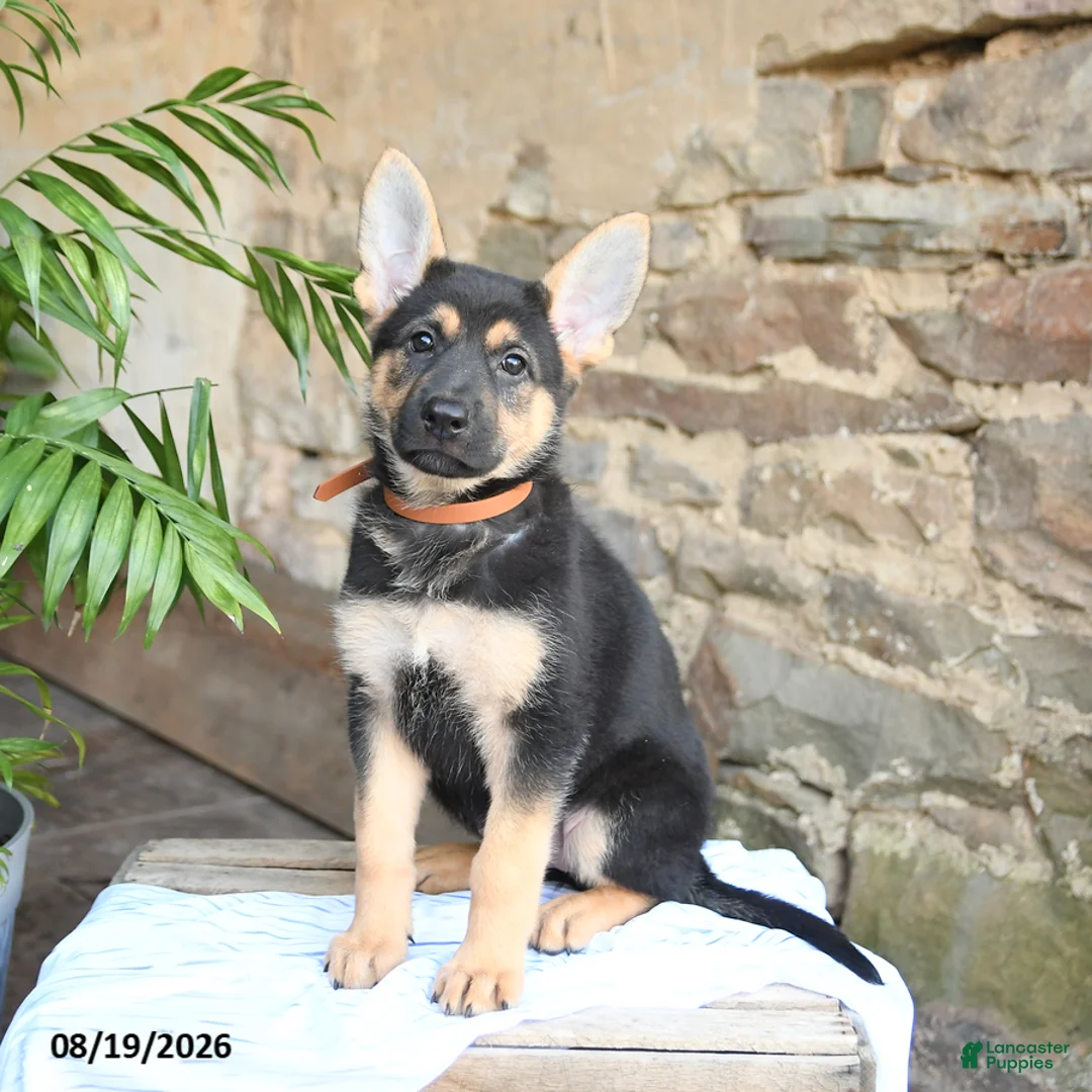 German Shepherd dogs for sale: Noelle - Ad 1