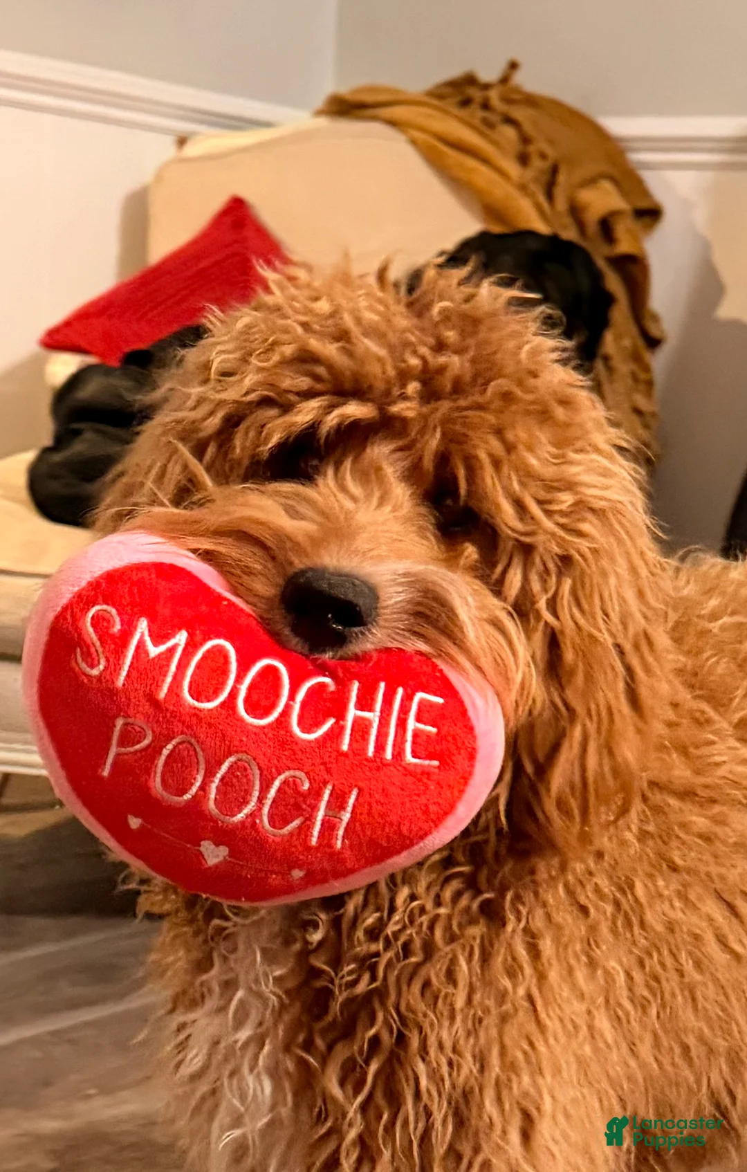 Mini Goldendoodle dogs for sale: Daisy Duke - Ad 2