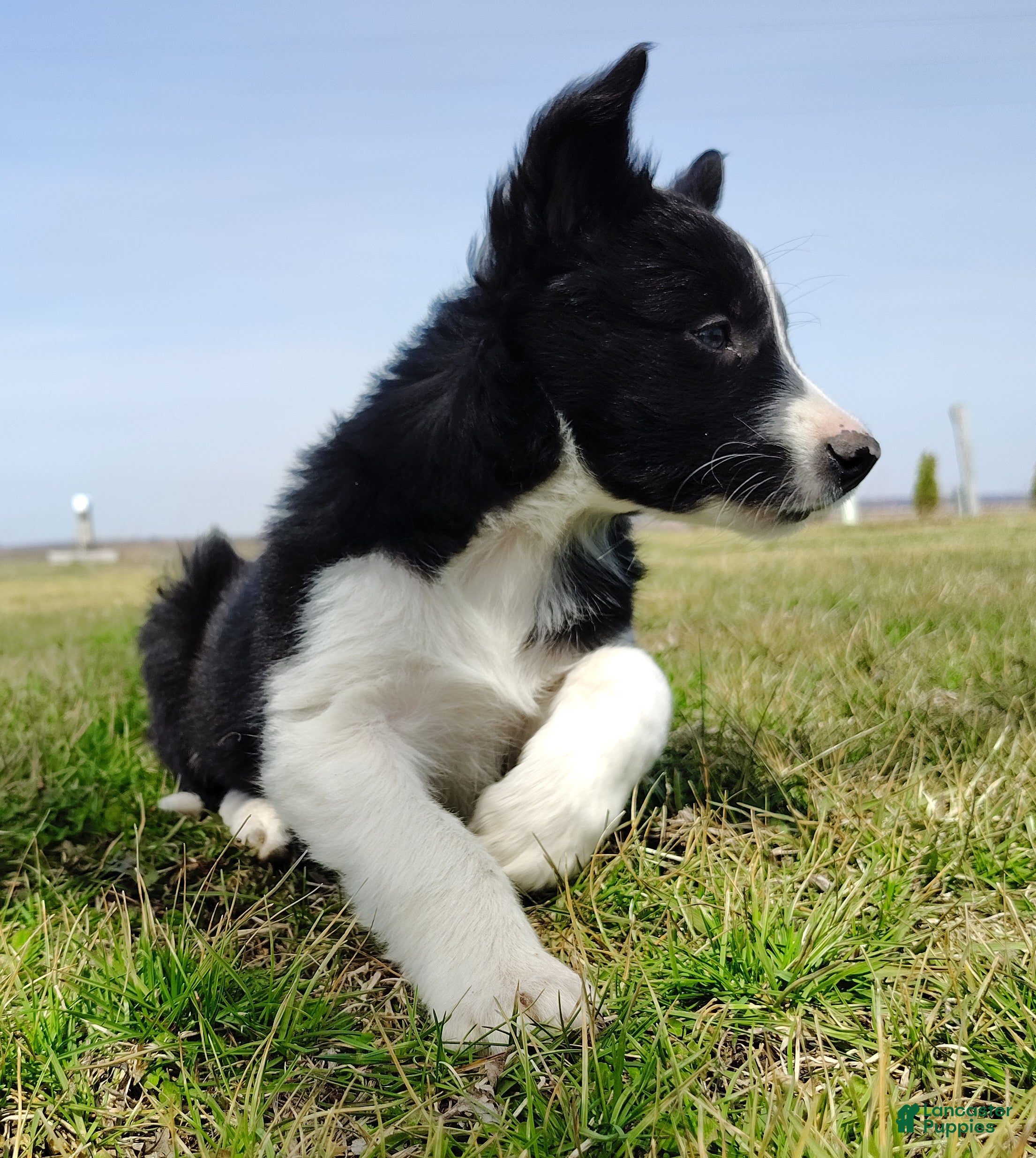 Border Collie dogs Kennedy  - Ad 2