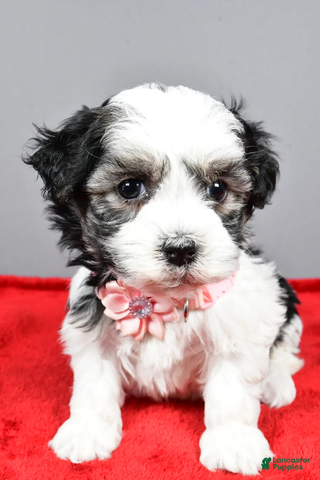 Havanese dogs for sale: Daine - Ad 5