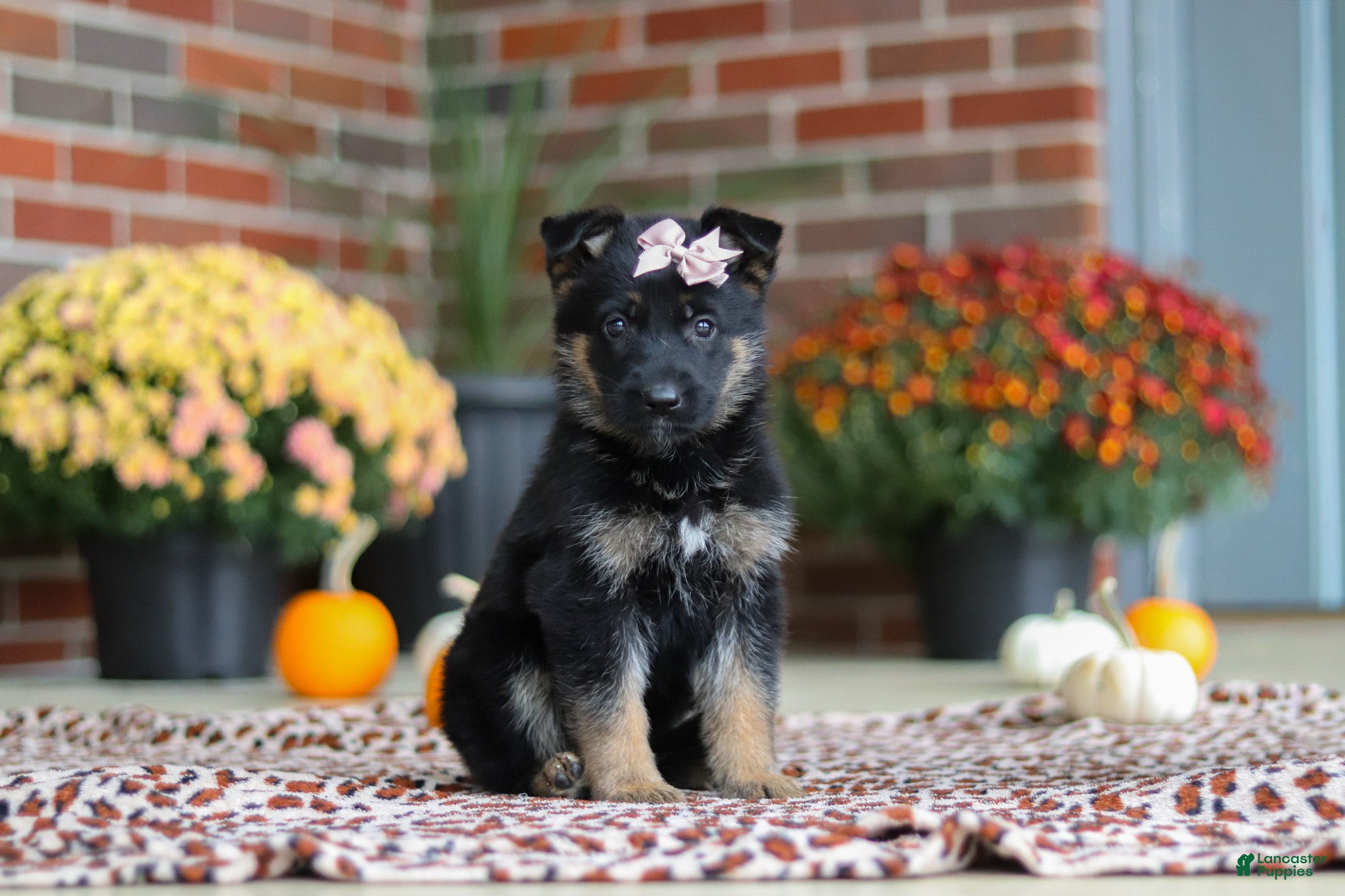 German Shepherd dogs Molly - Ad 2