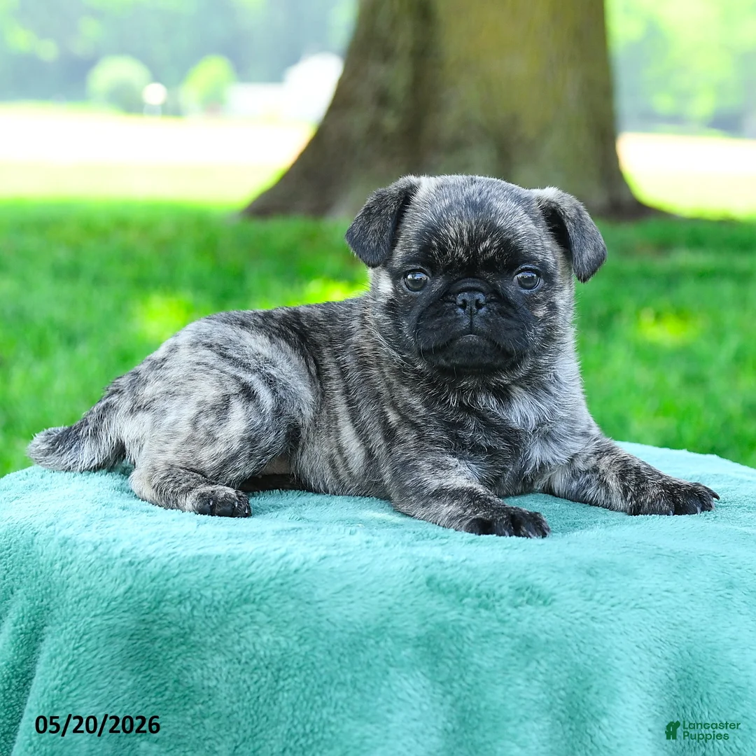 Pug dogs for sale: Sophia - Ad 3