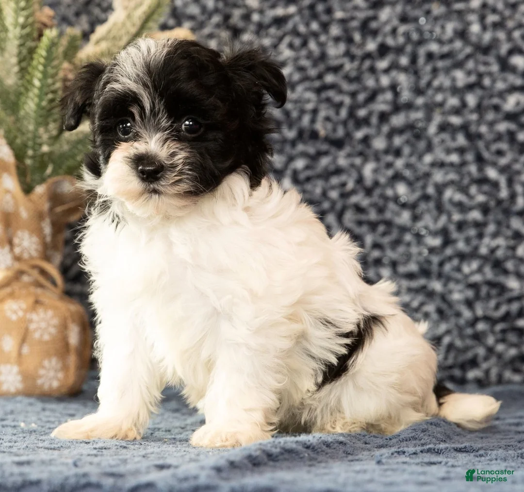 Havapoo dogs for sale: Gabe - Ad 8